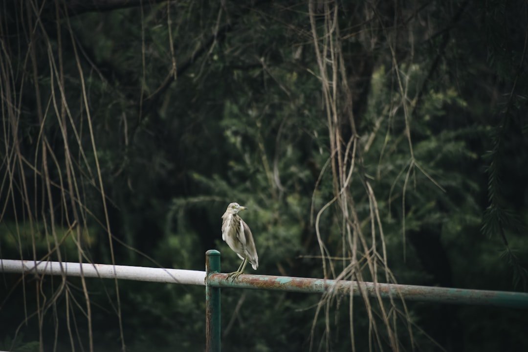 a white bird sitting on top of a metal rail
