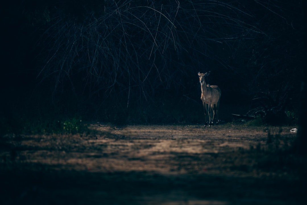 a deer standing in the middle of a forest at night