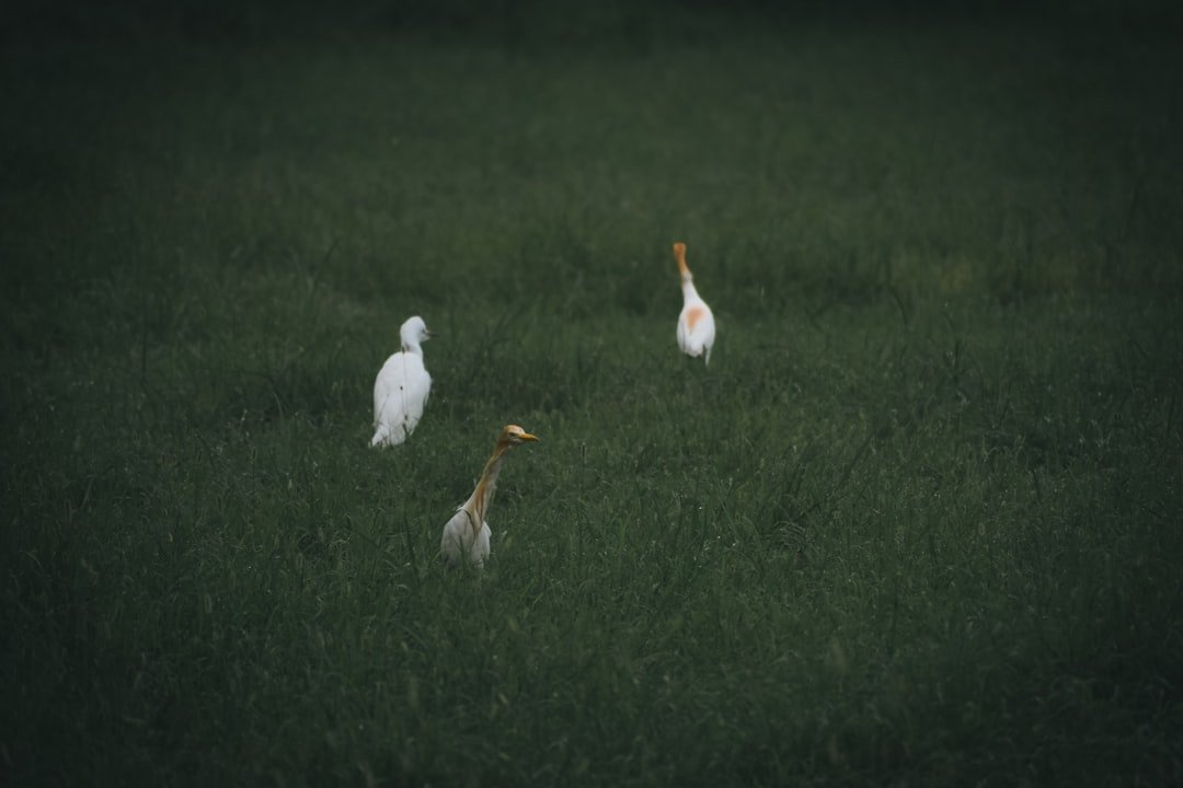 a group of birds standing on top of a lush green field