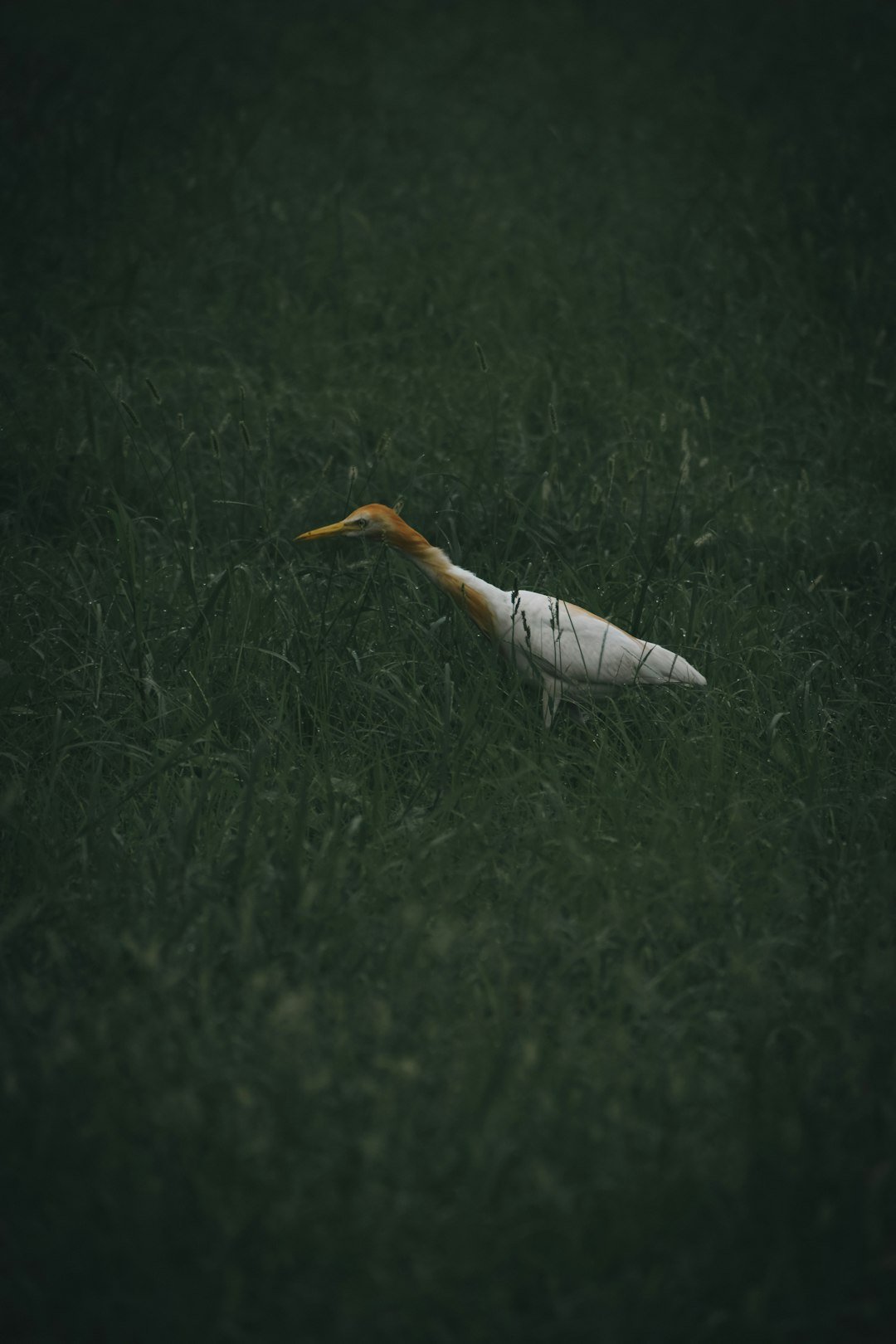 a white bird with a long neck standing in the grass