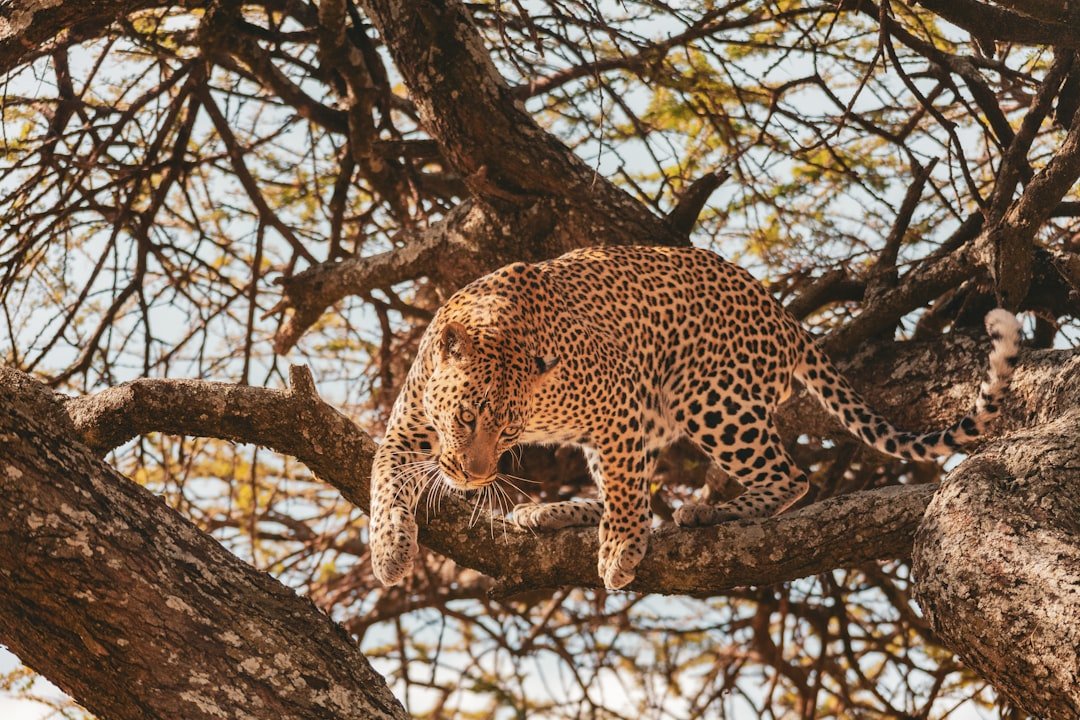 a leopard is climbing up a tree branch