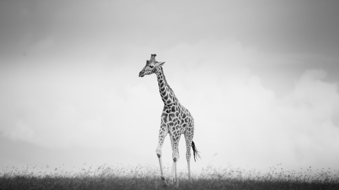 a black and white photo of a giraffe