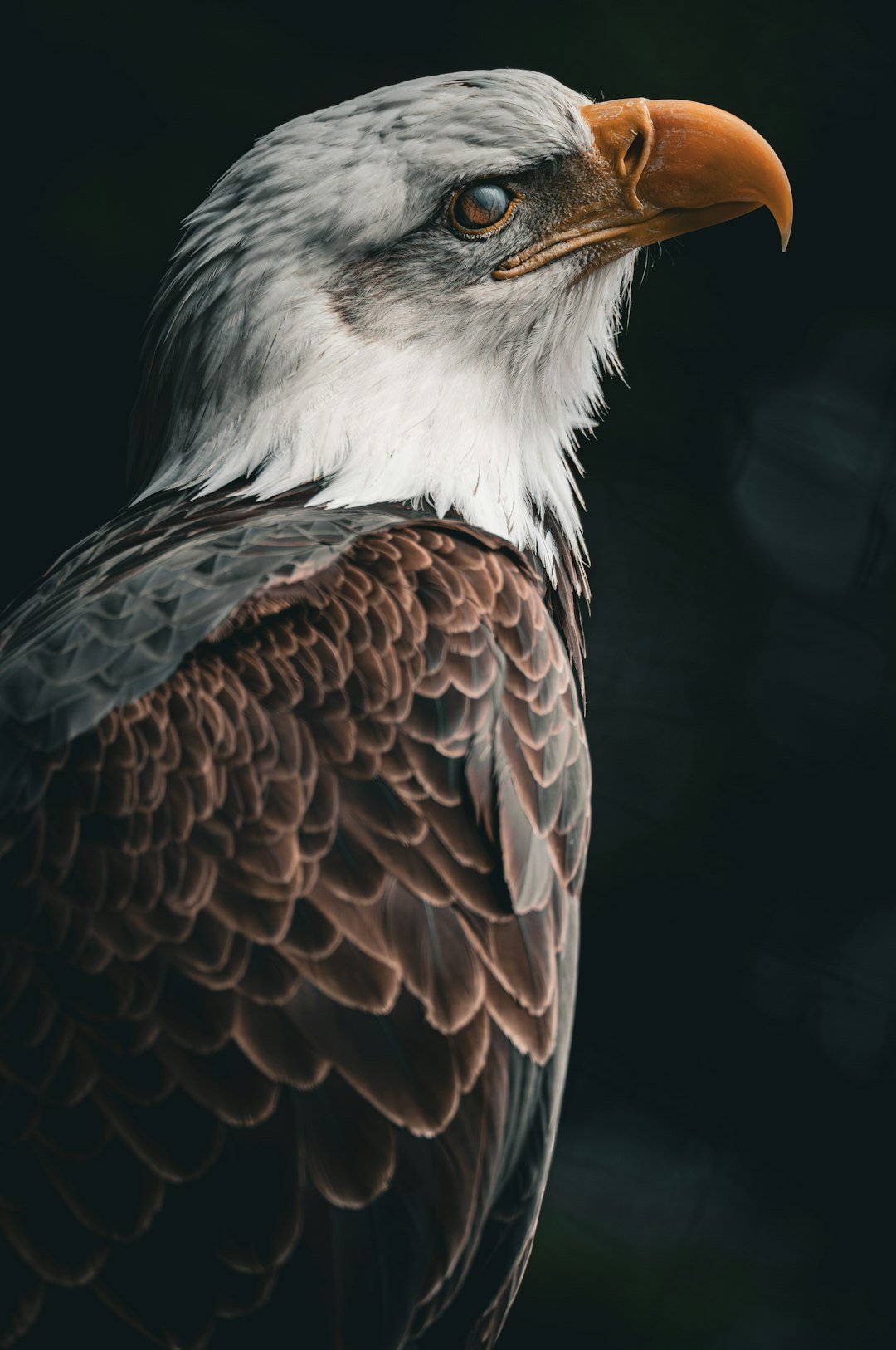 A close up of a bald eagle with a black background