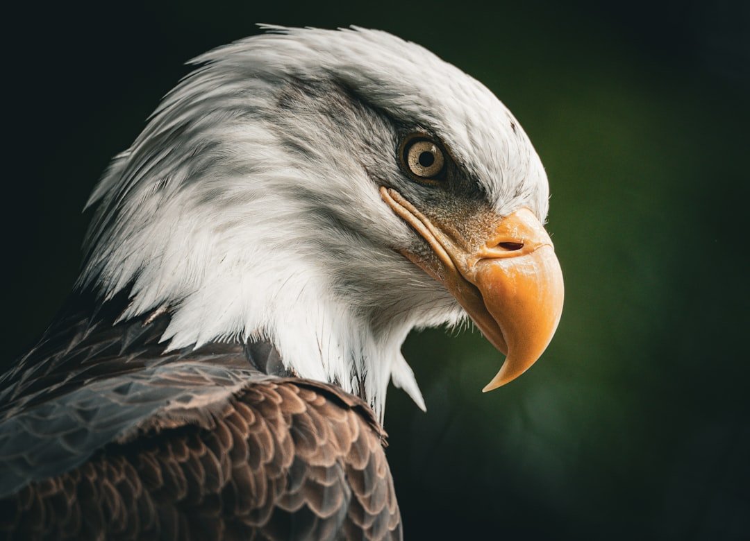 A close up of a bald eagle with a black background