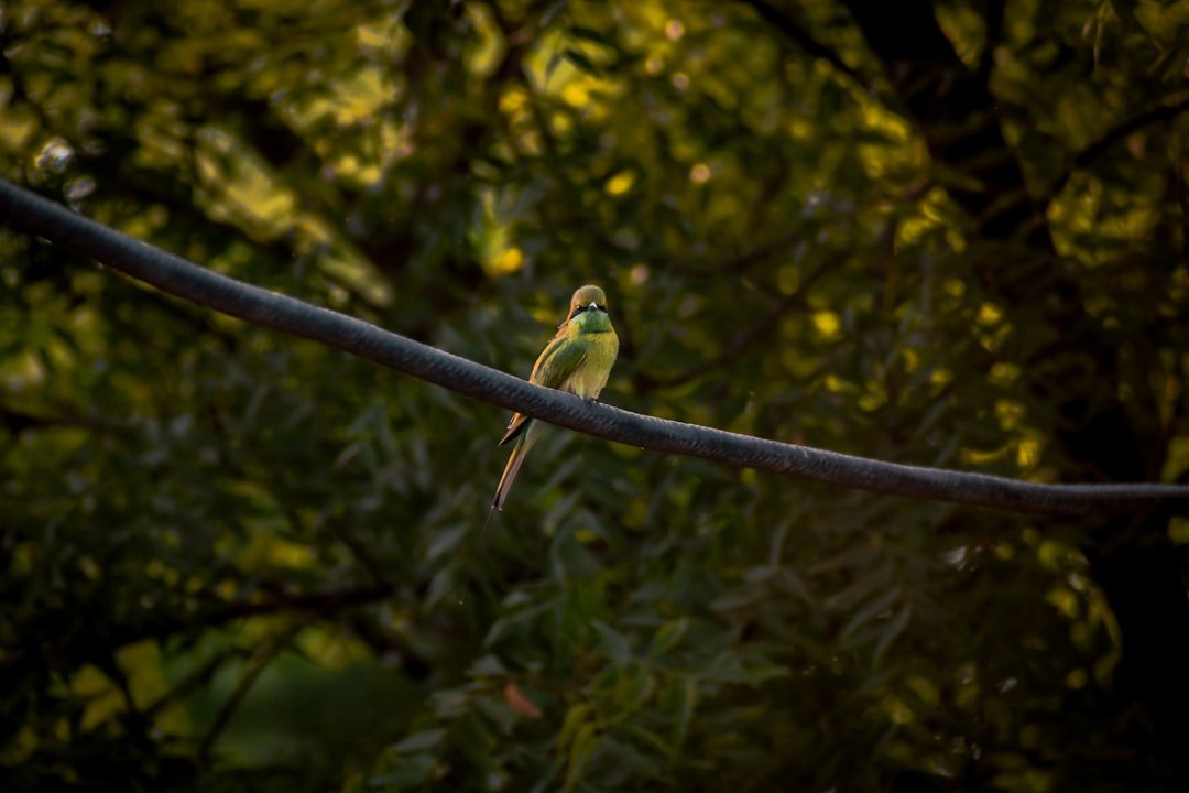 a small green bird perched on a wire