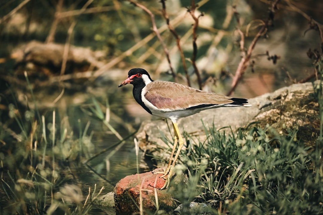 a bird standing on a rock in the grass