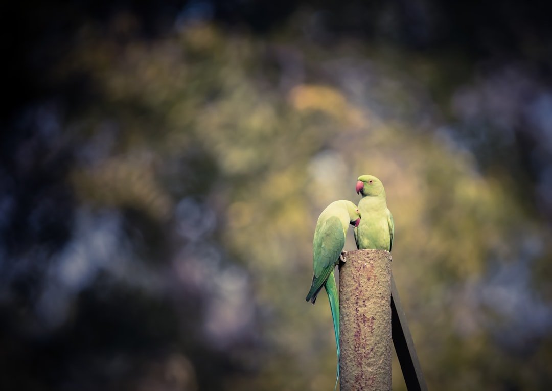 two green birds sitting on top of a pole