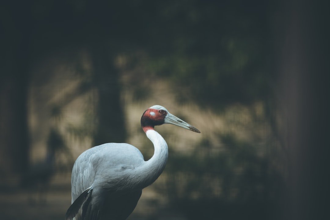 a large white bird with a red head