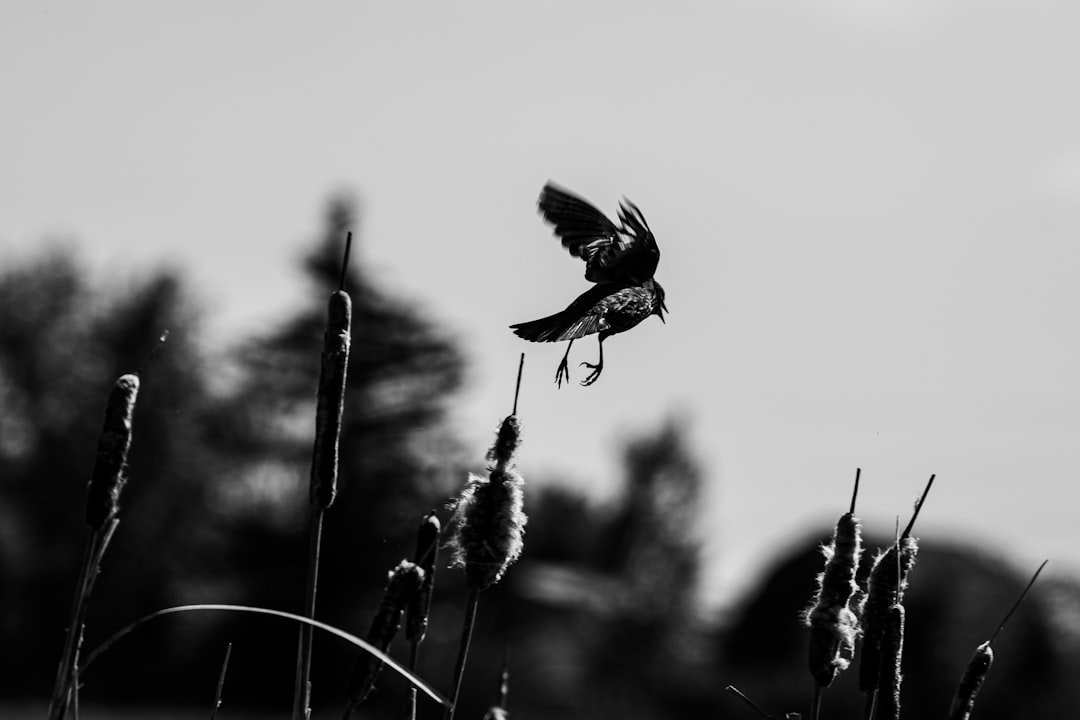 a black and white photo of a bird in flight
