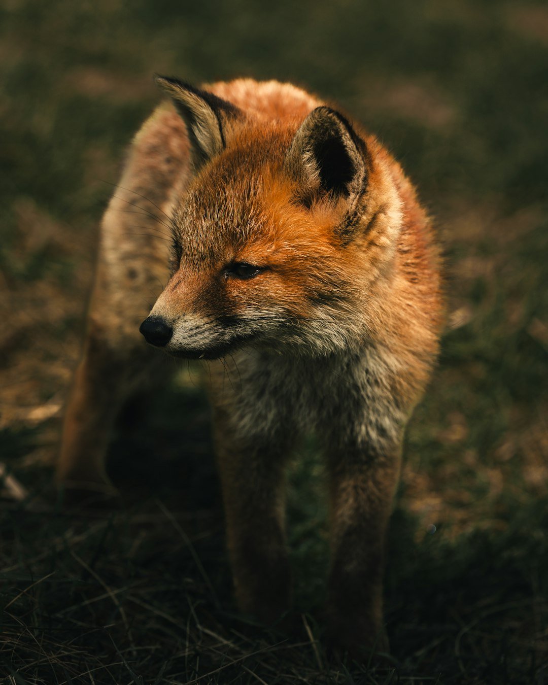 A red fox standing on top of a grass covered field