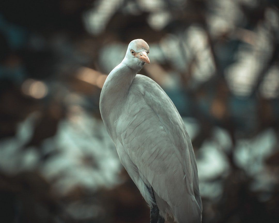 a white bird sitting on top of a tree branch