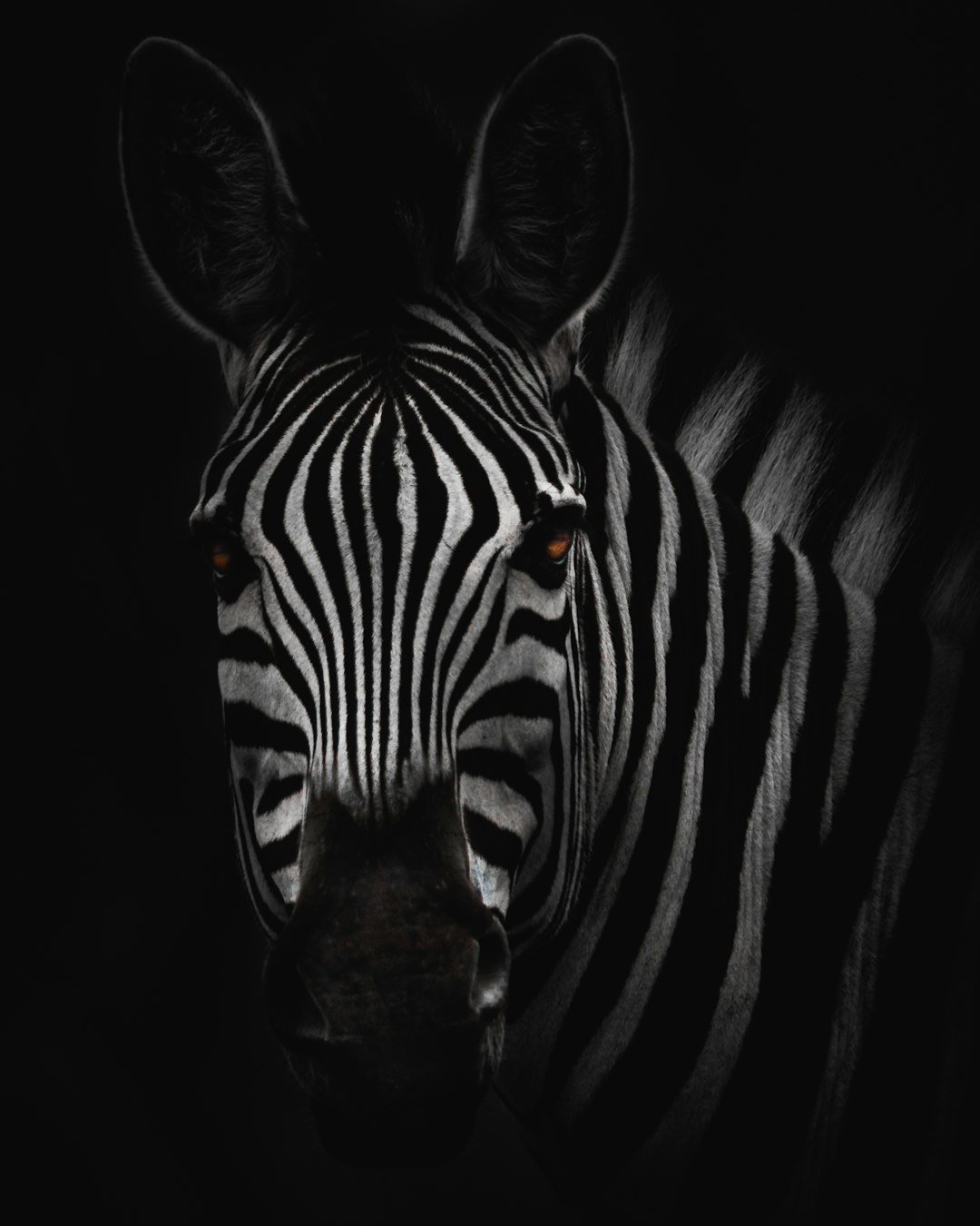 zebra in close-up photography