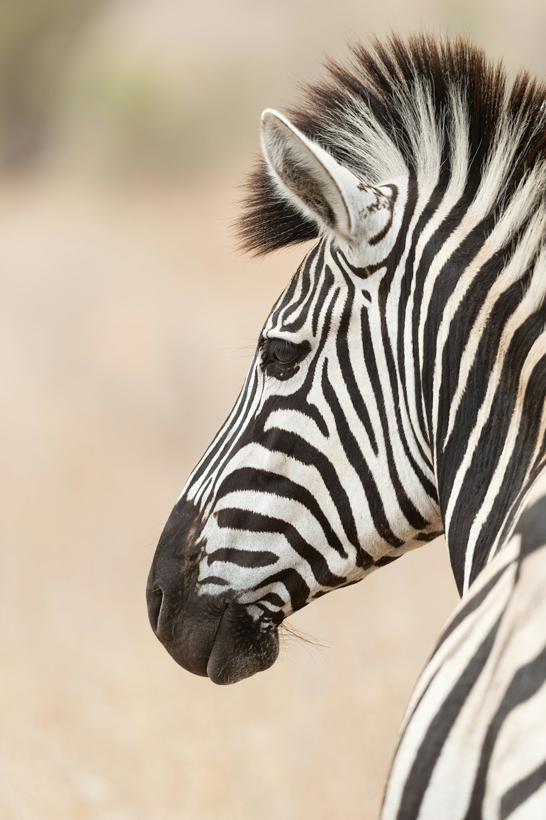 a zebra looking at the camera
