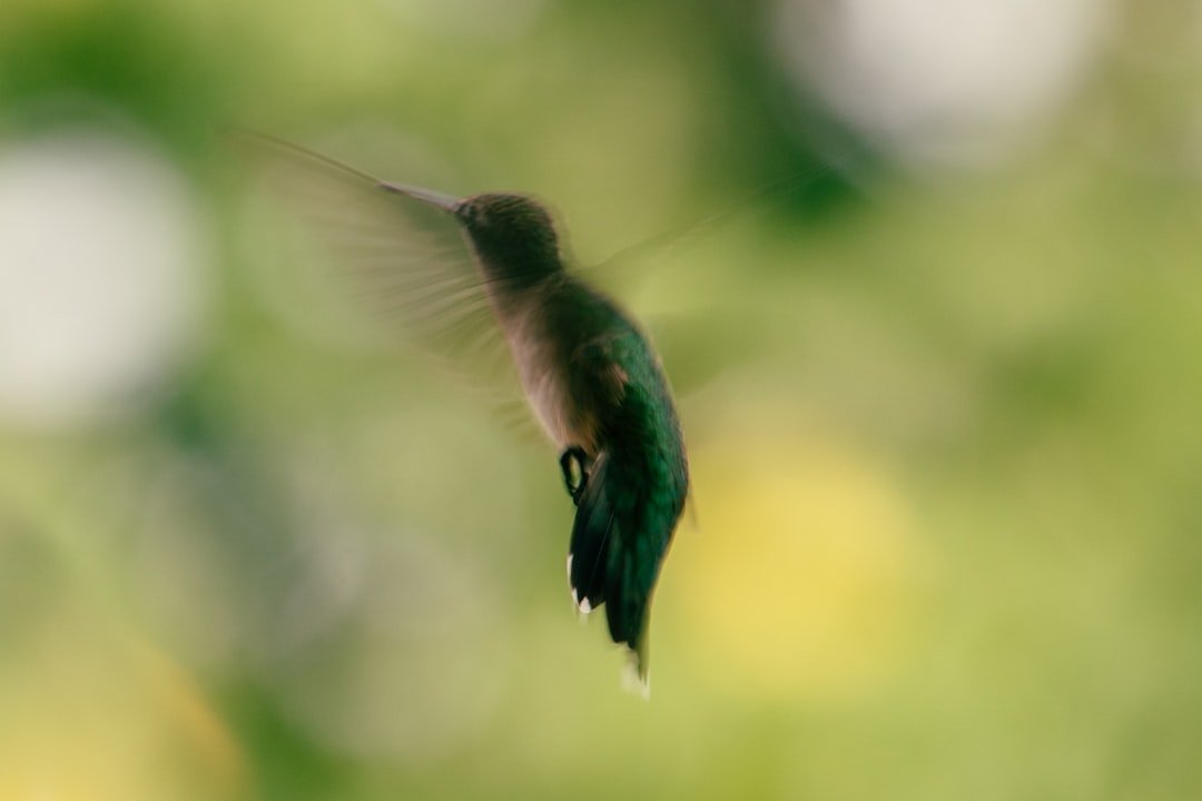 a hummingbird flying in the air with a blurry background