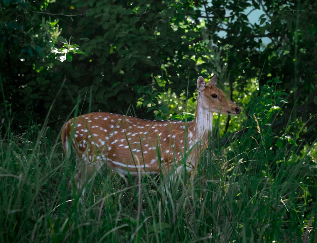 a small deer standing in a lush green forest
