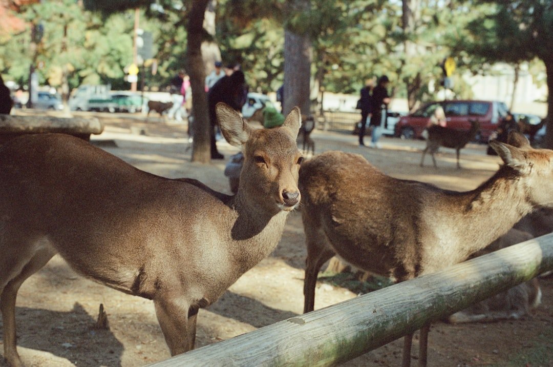 Deer in a park with people and cars