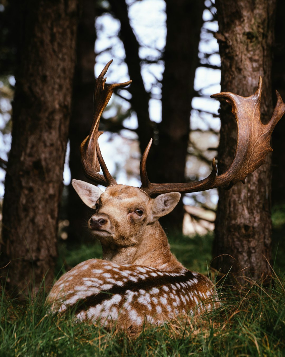 A majestic deer with large antlers rests in a forest.