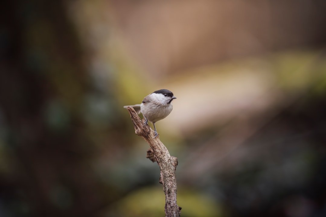 a small bird perched on top of a tree branch