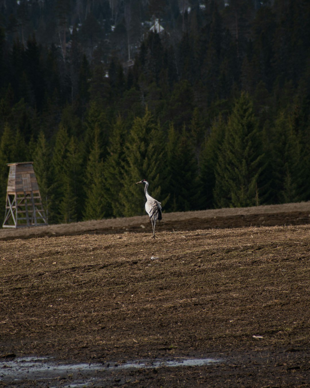 a large bird standing on top of a dry grass field