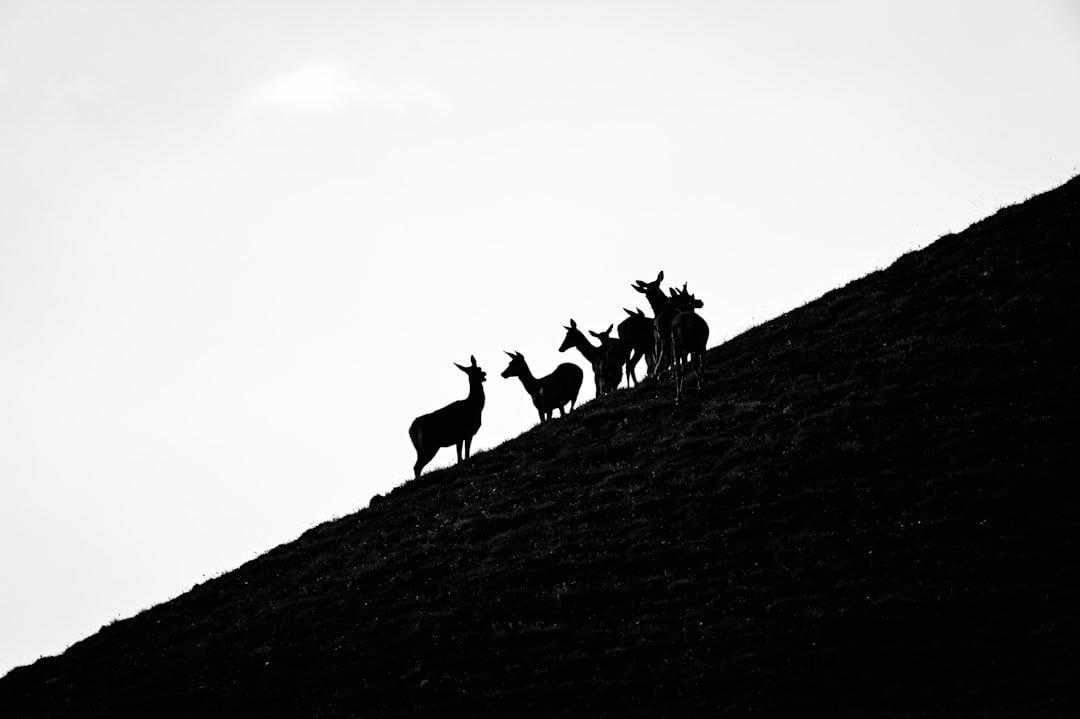 a group of animals standing on top of a hill