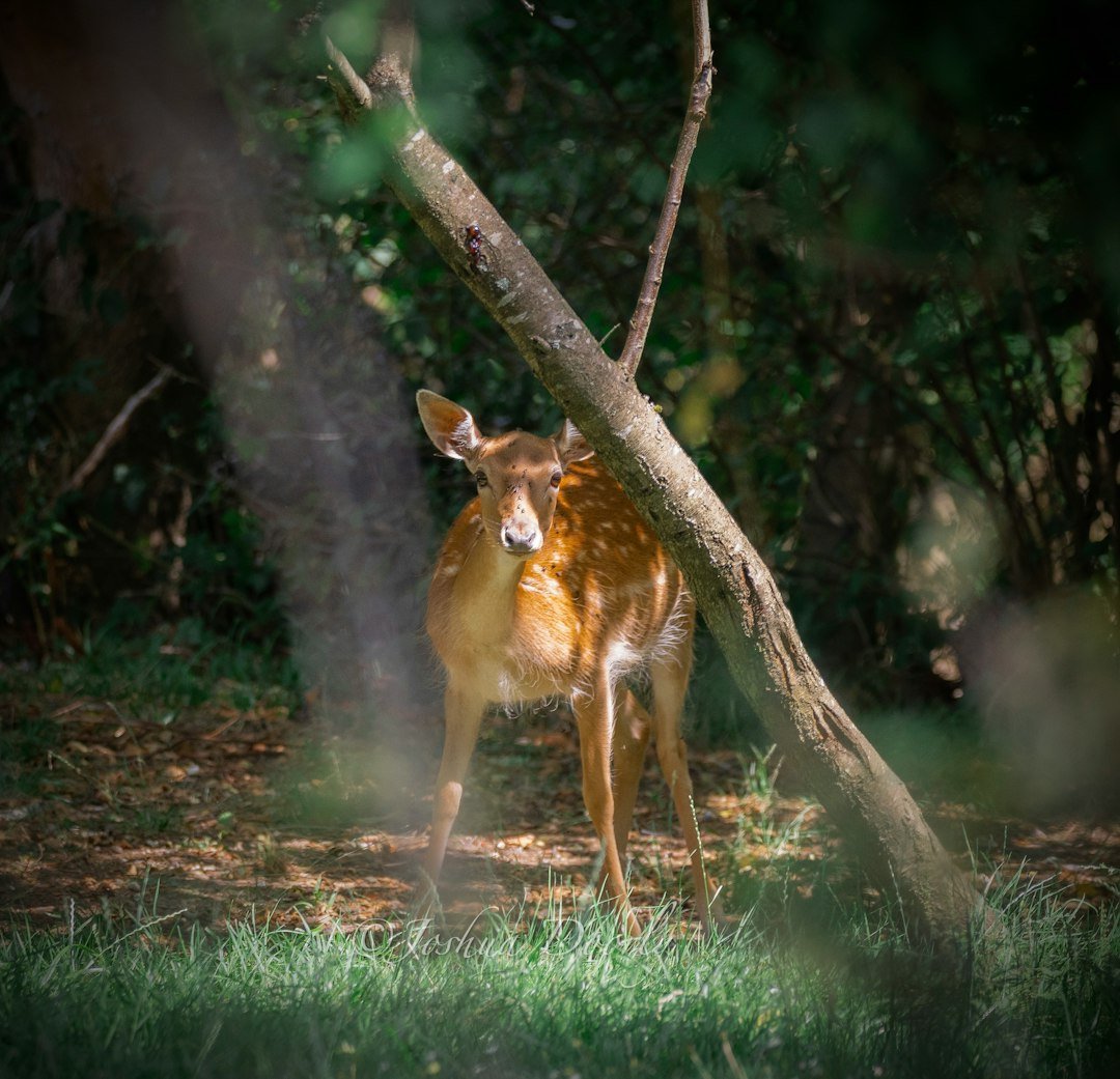 A young deer stands in a sunlit forest clearing.