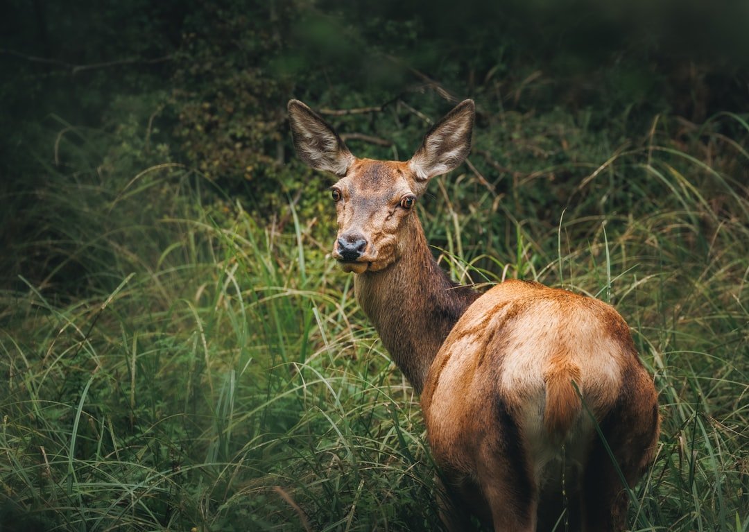 A deer looks over its shoulder in a grassy forest.