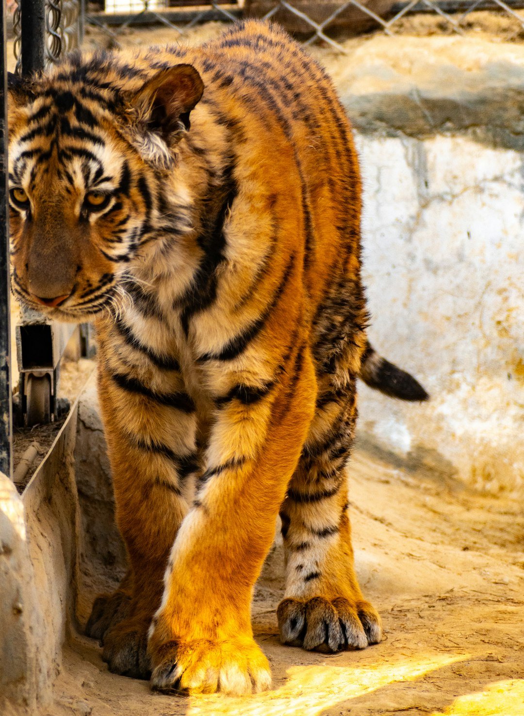 A beautiful tiger walks along in its enclosure.