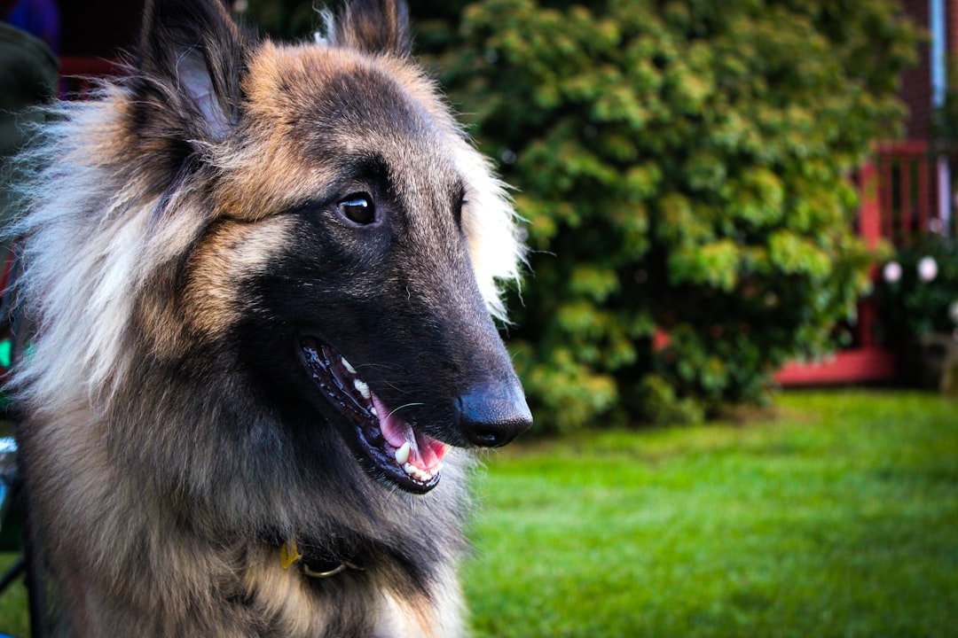 a dog that is standing in the grass