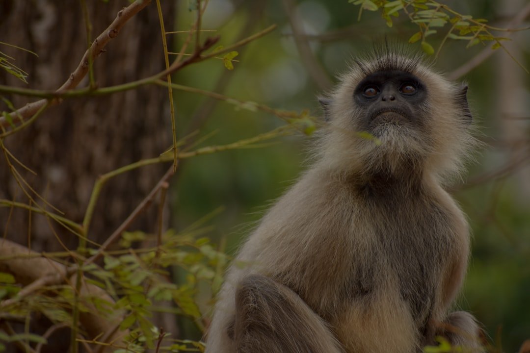 a monkey sitting on a tree branch in a forest