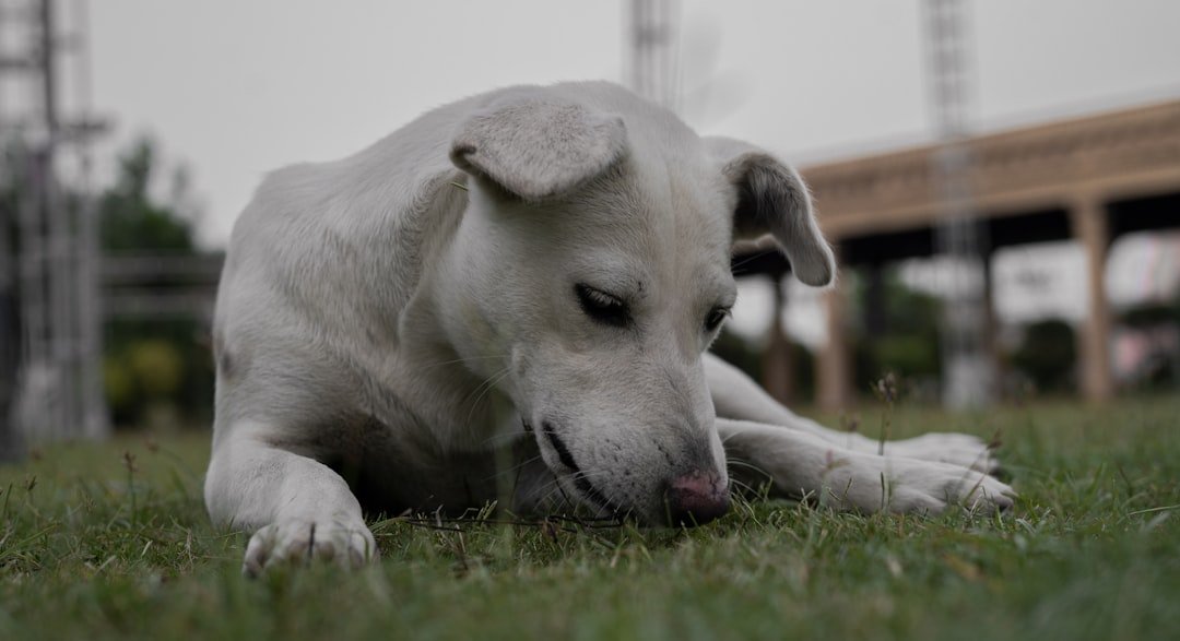 a white dog laying on top of a lush green field
