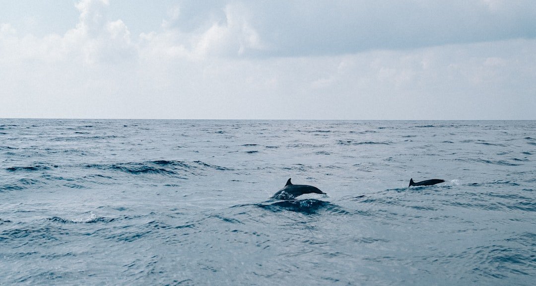 a couple of dolphins swimming in the ocean