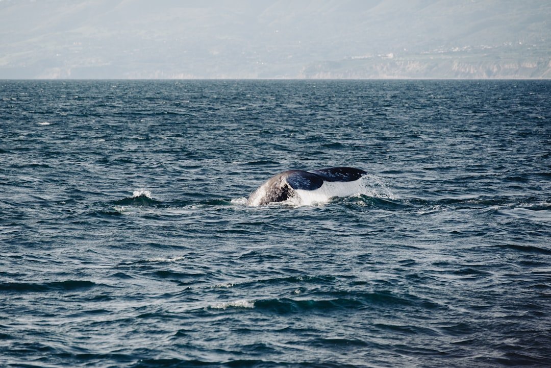 a humpback whale dives into the ocean