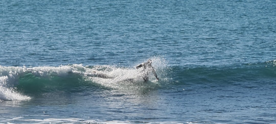 white and black sea waves