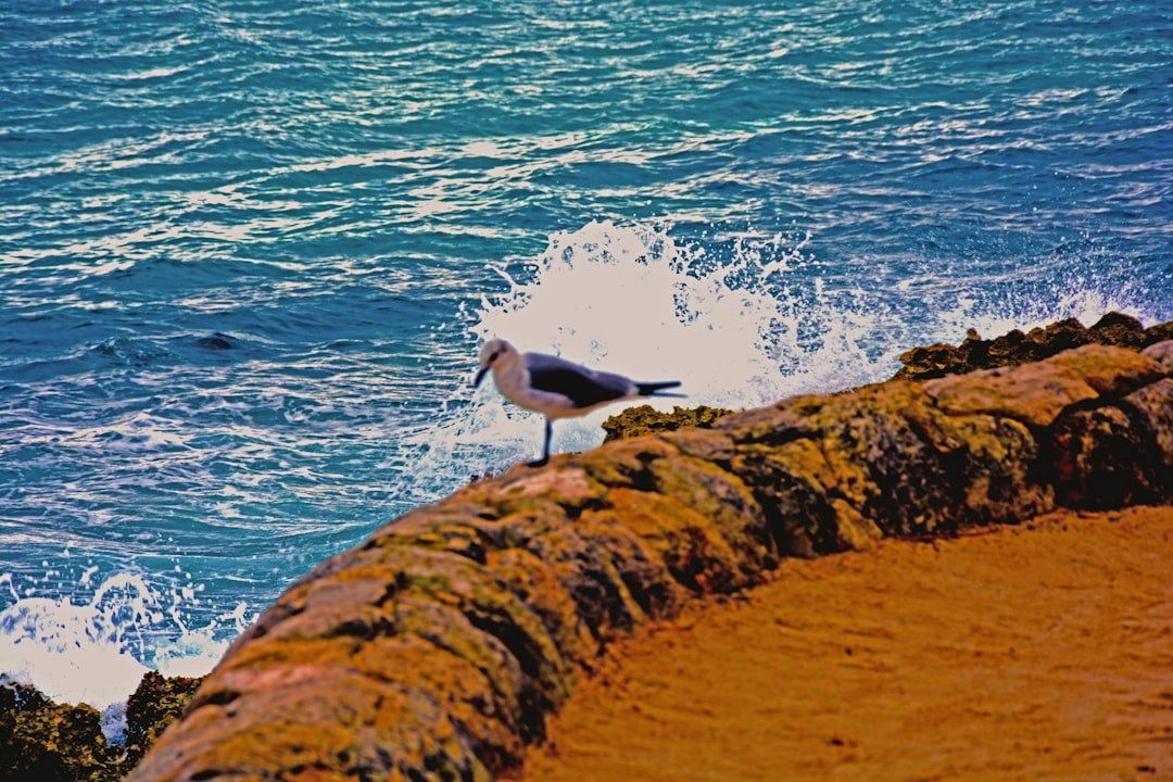 A seagull standing on the edge of a rock wall by the ocean