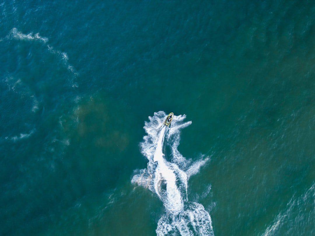 a whale in the water