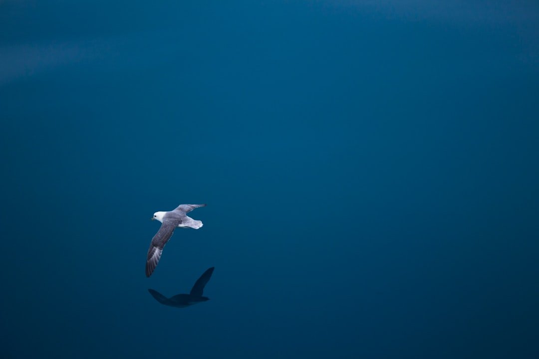 bird flying above body of water
