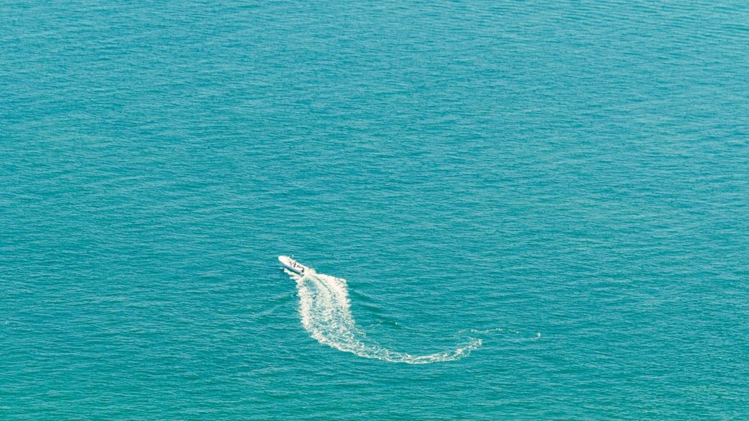 black and white crocodile on body of water during daytime