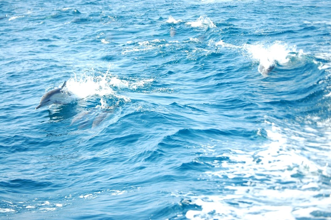 a group of dolphins swimming in the ocean