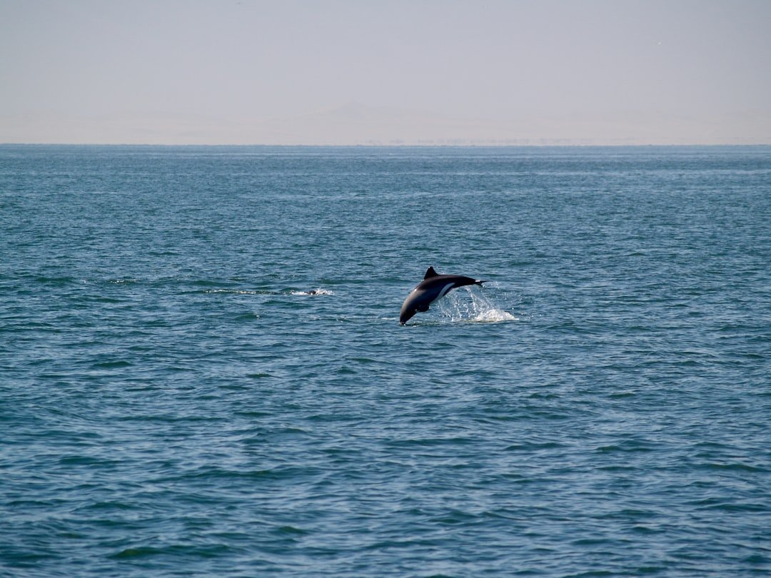 whale jumping over the sea during daytime