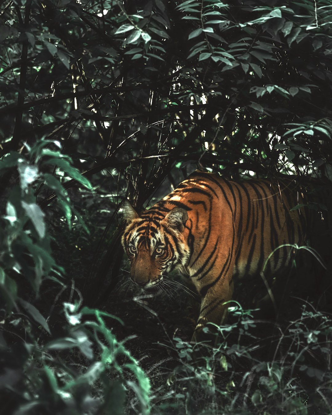 tiger in forest during daytime