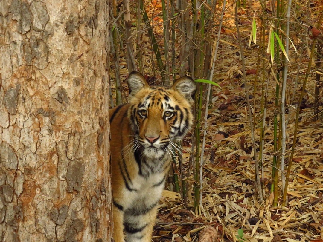 brown and black tiger on brown tree trunk