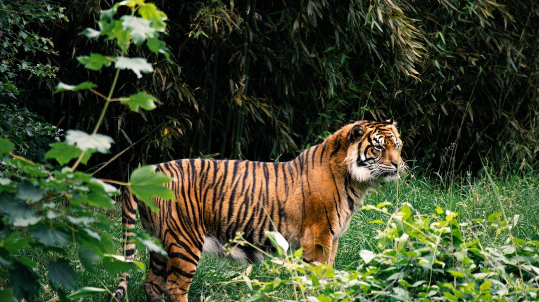 A tiger standing in the middle of a forest