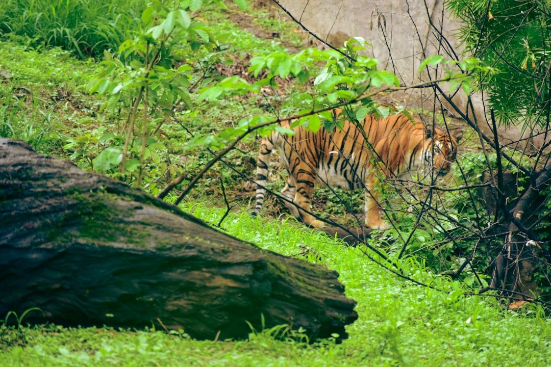 a tiger walking on a rock