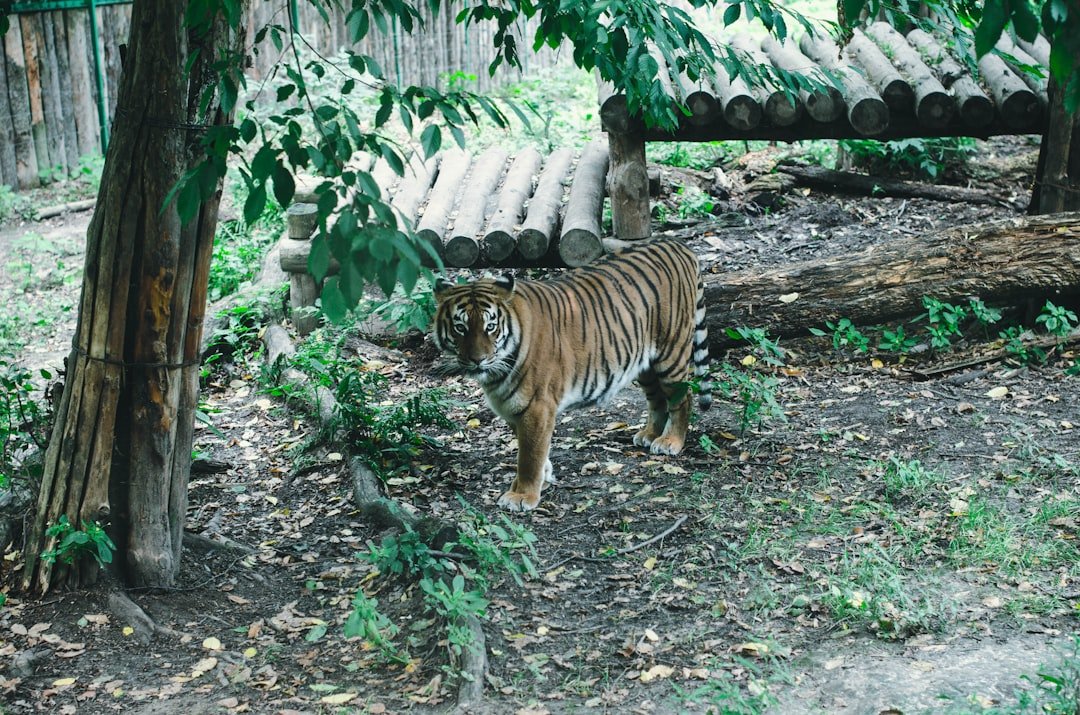 brown and black tiger walking on forest during daytime