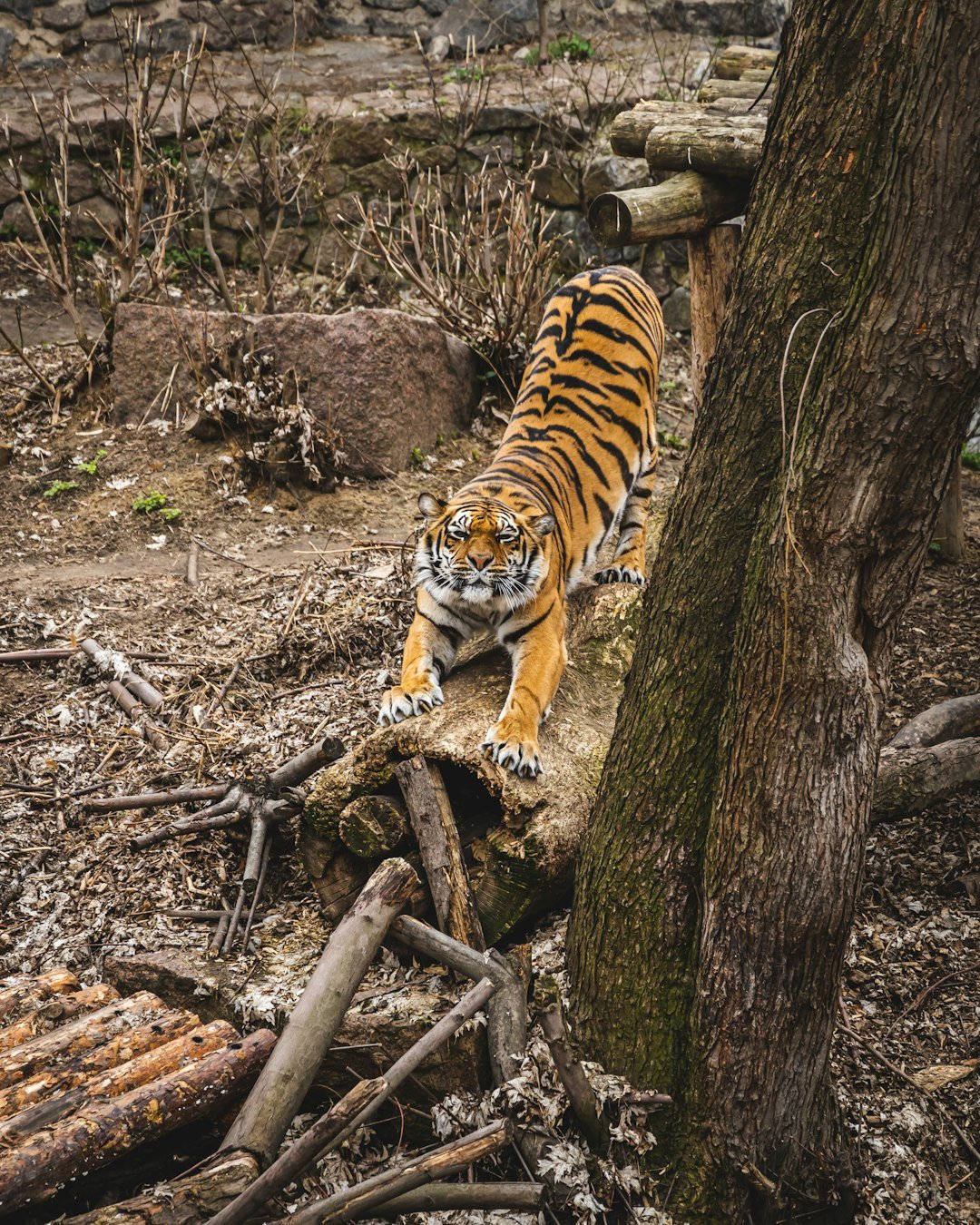 a tiger standing on top of a fallen tree