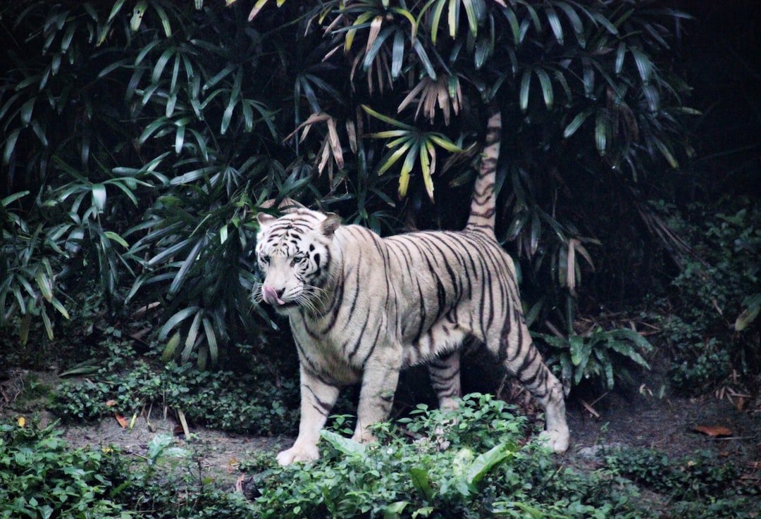 white tiger walking on green grass during daytime