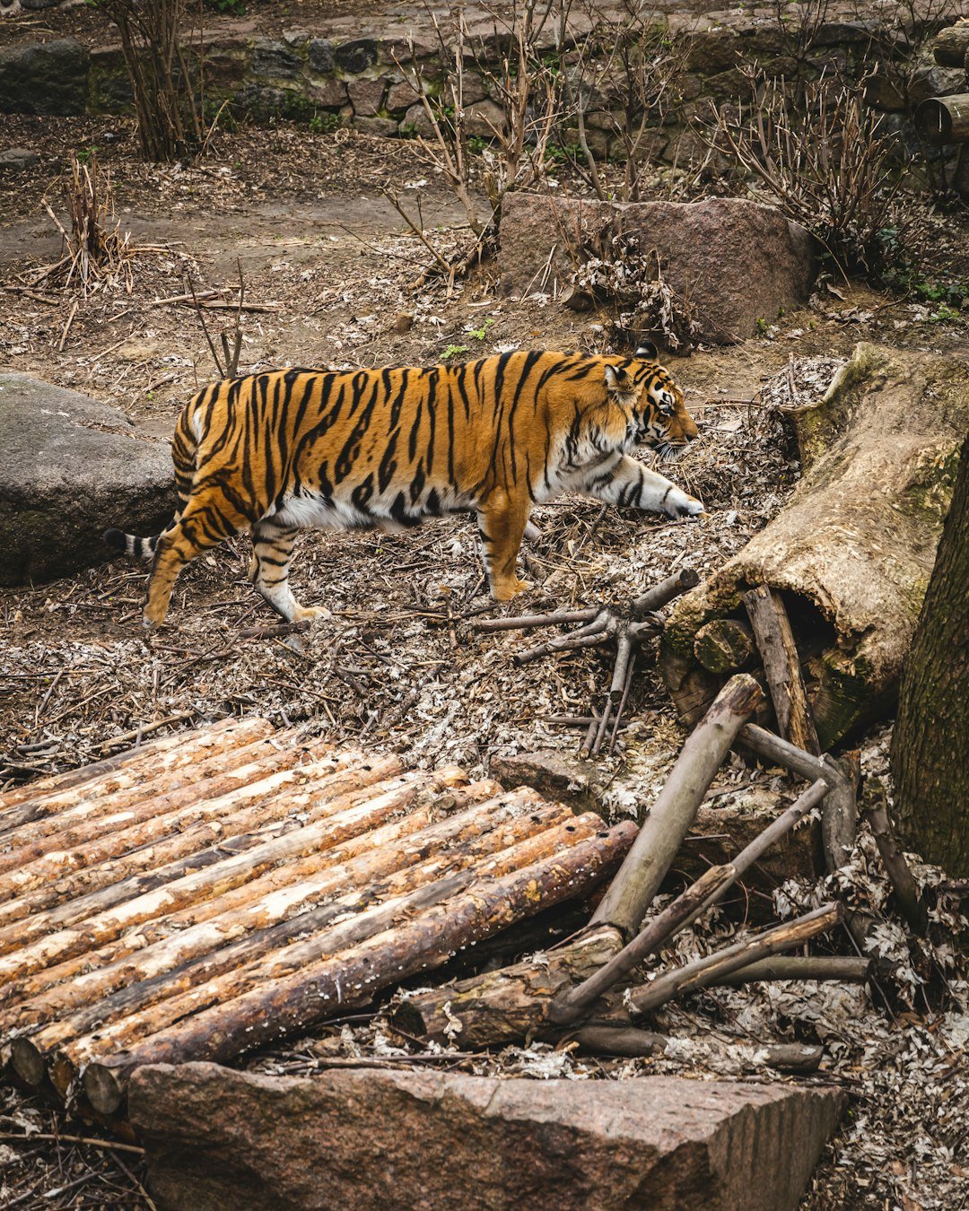 a tiger walking across a forest filled with trees