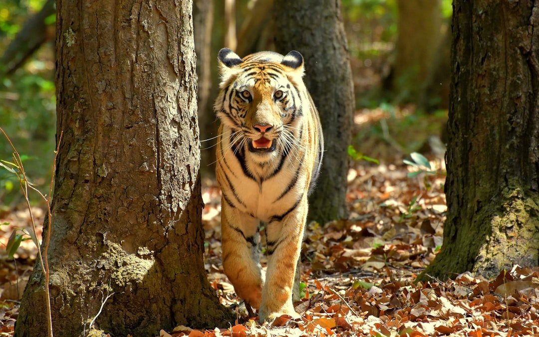 A large tiger walking through a forest filled with trees