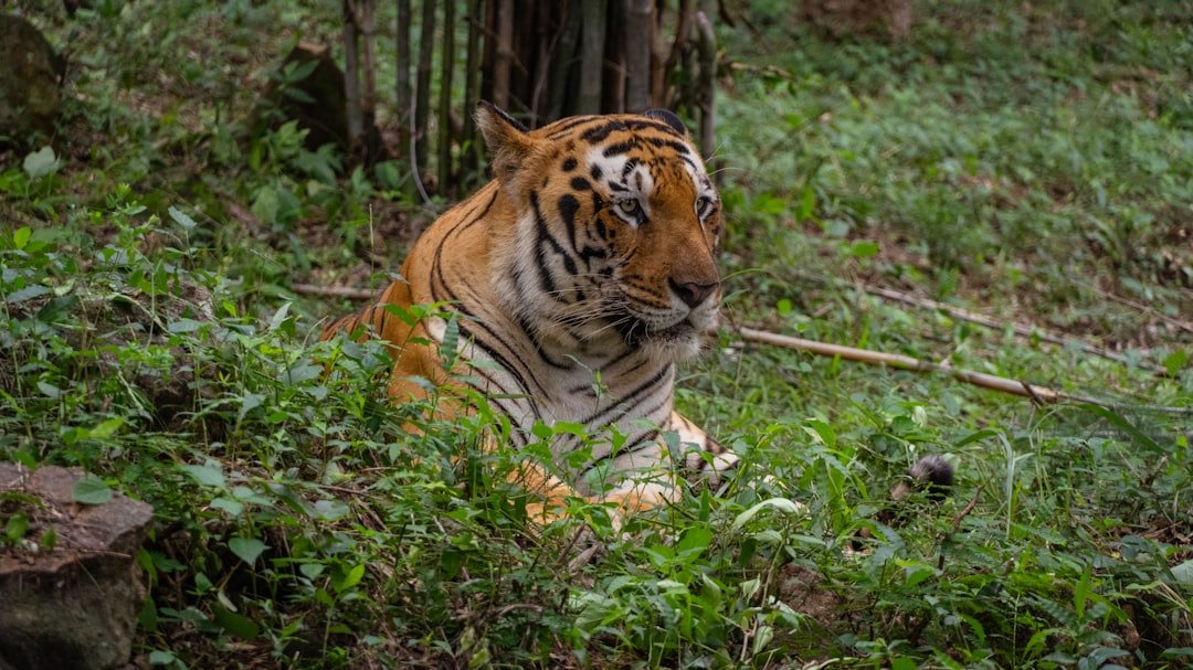 A tiger rests in the tall green grass.