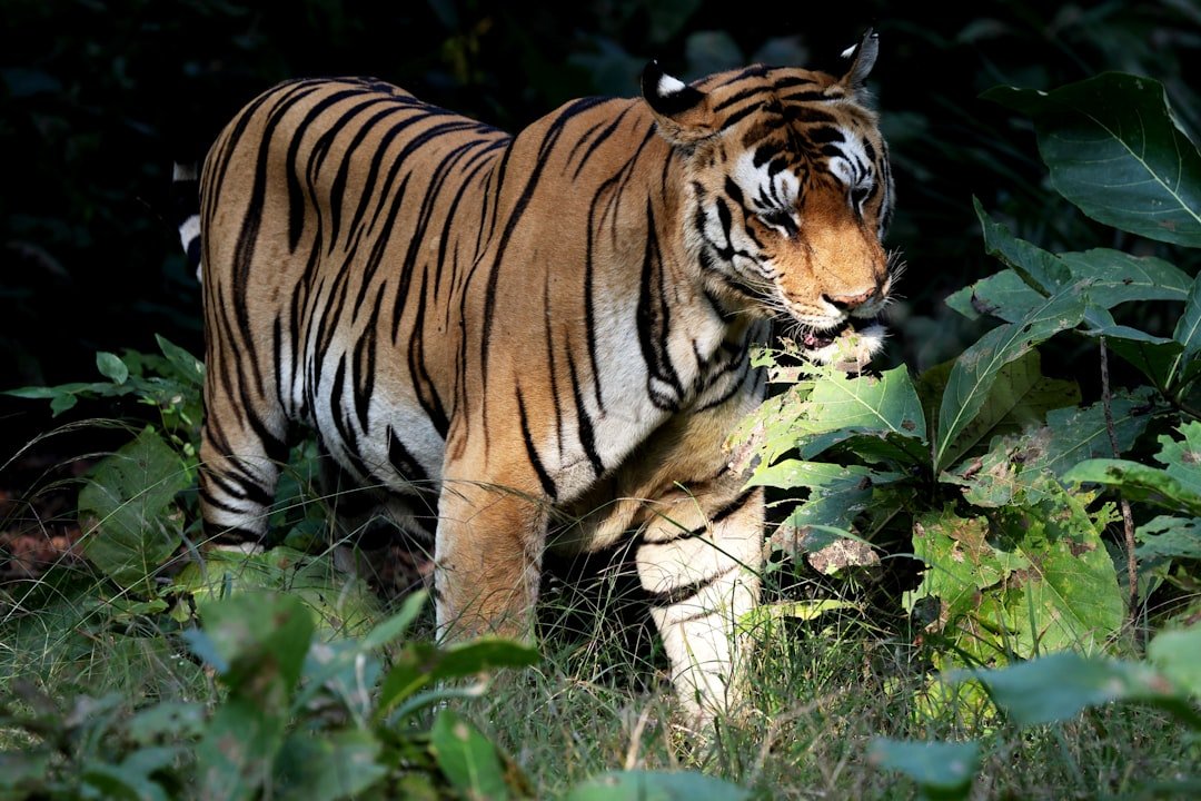 A tiger stands in a lush green forest.